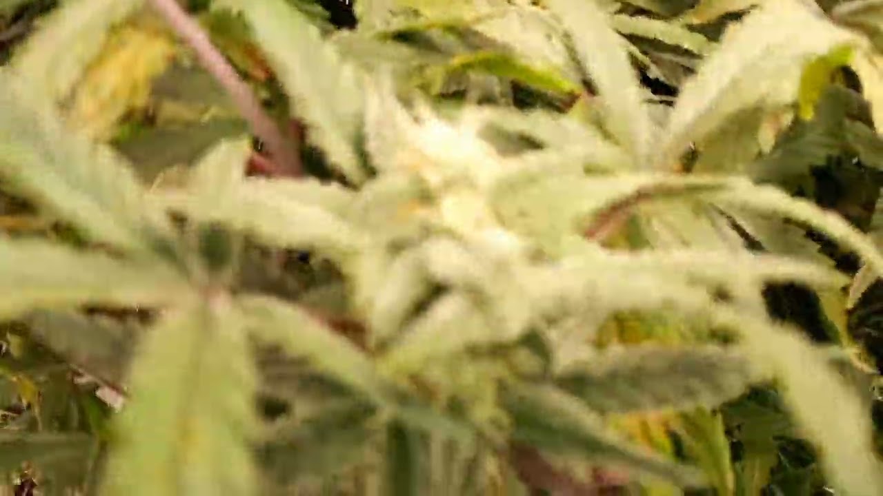 Fastbuds Forbidden Runtz