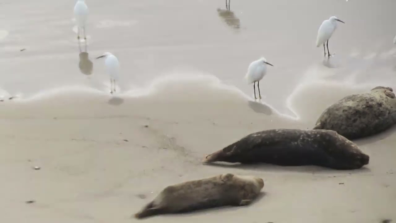 Snowy Egrets, Seals, and Cormorants hanging out on the beach