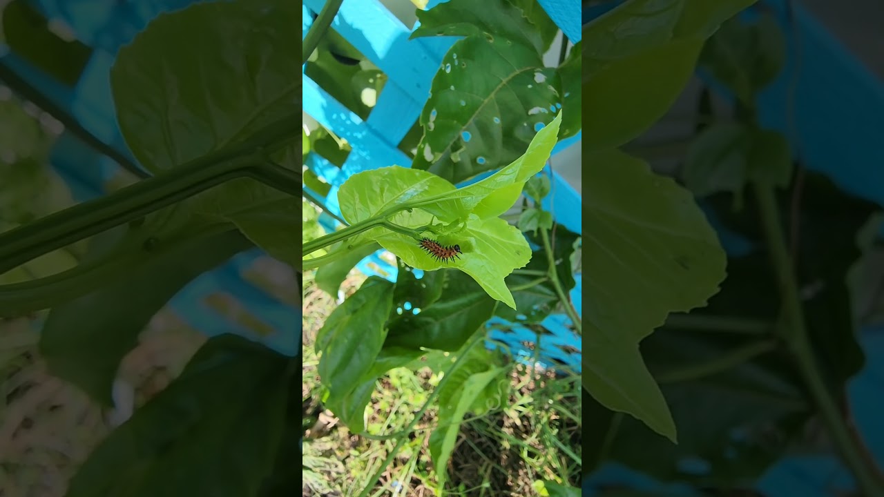Did You Know Passion Fruit Vines Are Butterfly Host Plants? #passionfruit #butterfly #garden #plants