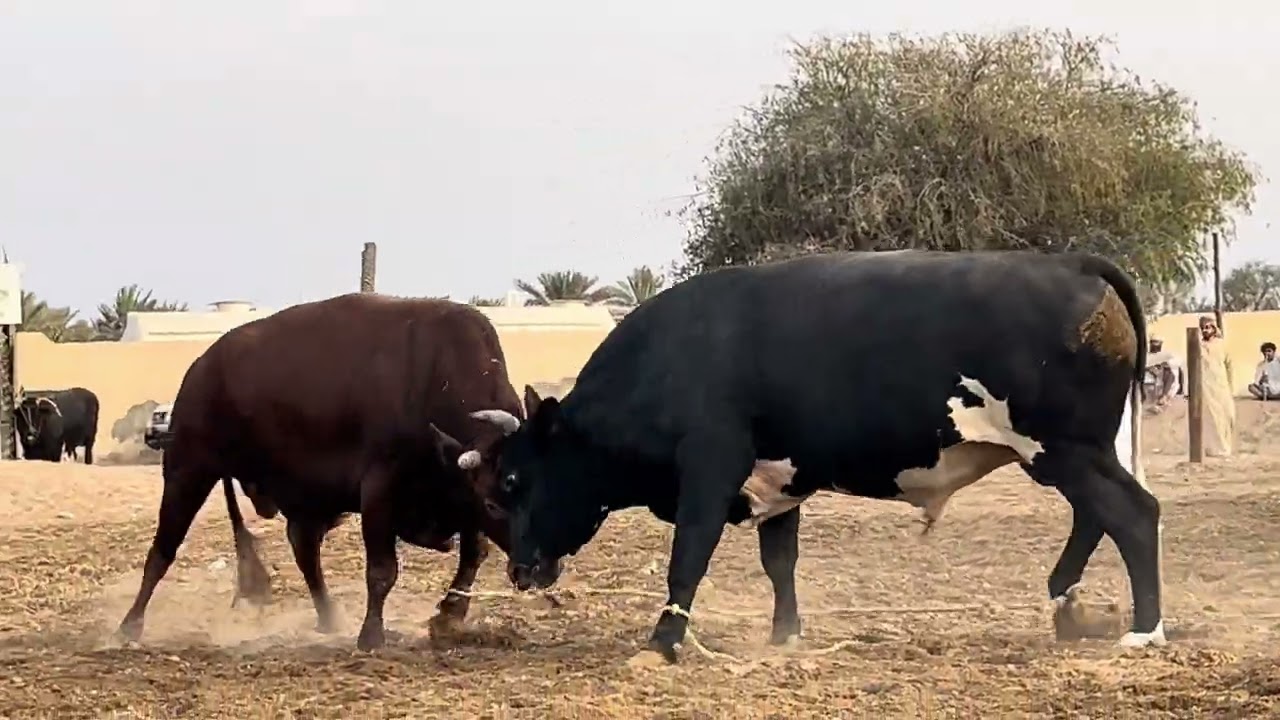 لحاس & نار