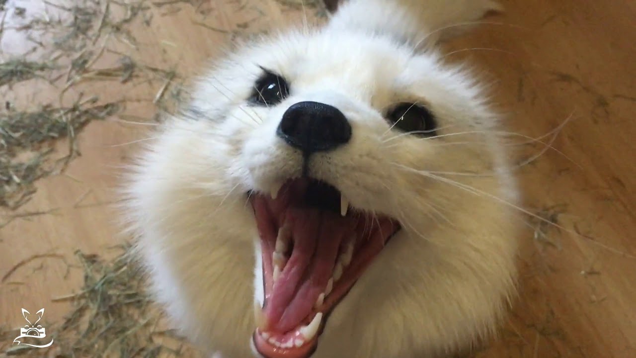 Самая милая лиса на свете. The sweetest Fox in the world.