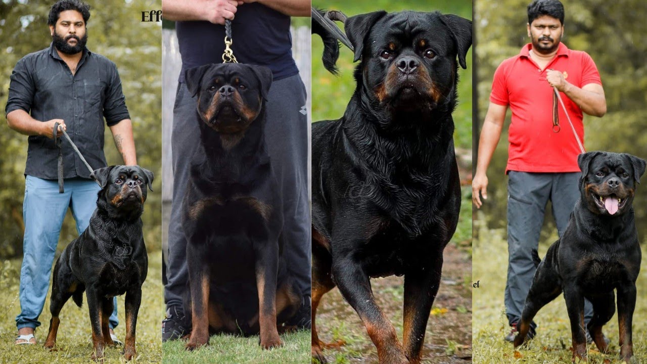 Rottweiler വമ്പന്മാർ ഇനി ഇവർക്ക് സ്വന്തം|കേരളത്തിലെ Rottweiler രാജാക്കന്മാർ|Effex Rottweiler Kennel