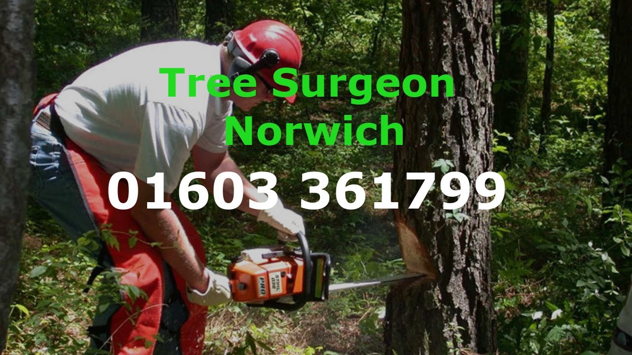 Tree Surgeon Norwich 24 hr Tree Removal Stump Grinding Stump Removal & Tree Felling Services