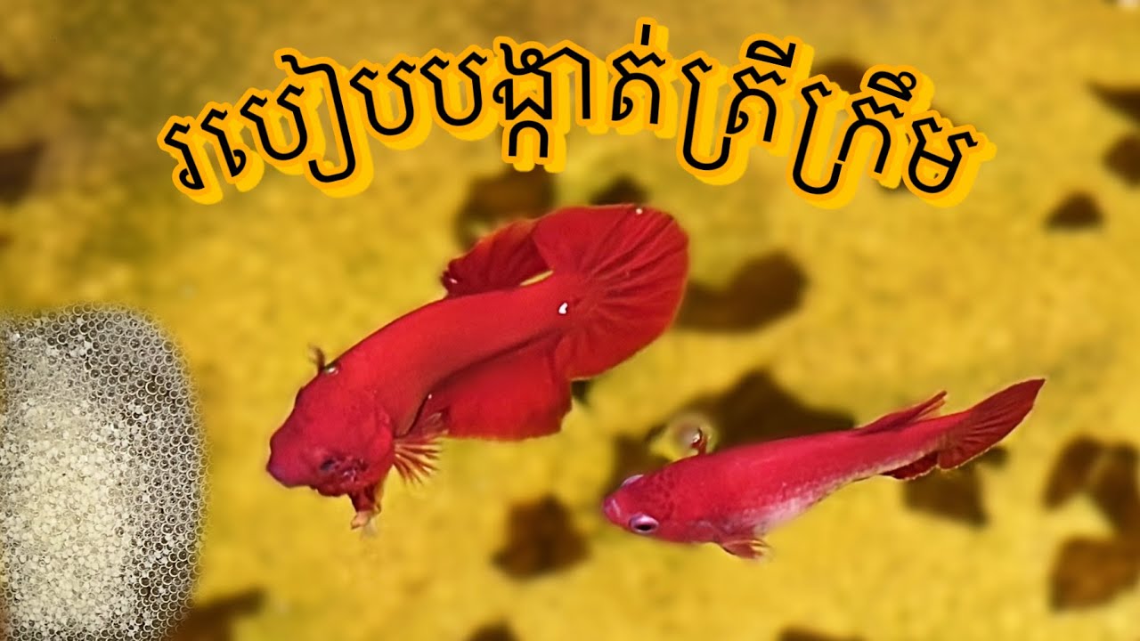 បង្កាត់ត្រីក្រឹម Super Red #bettafish #cupang #ត្រីក្រឹម #ปลากัด