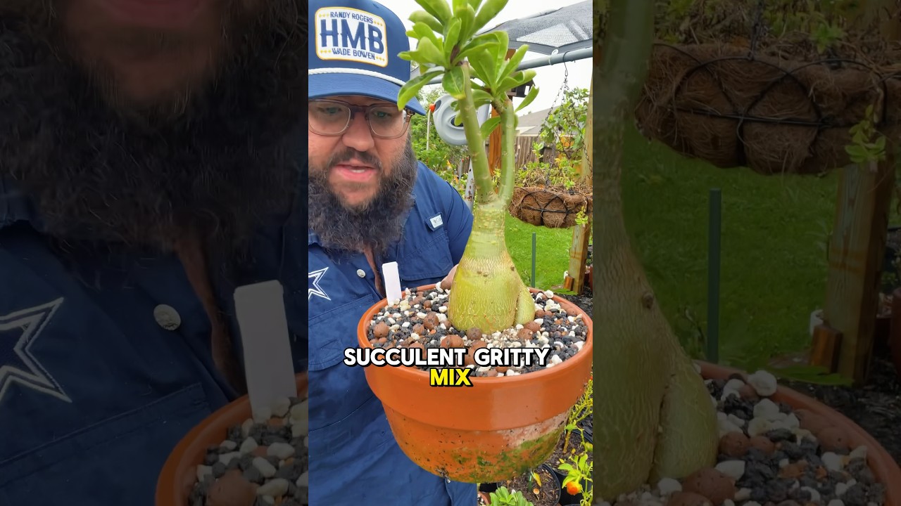 Quick Tip for Growing Healthy Desert Roses! #texasgarden #desertrose #adenium #texasgardeners