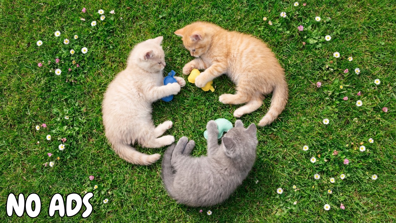 12 часов антистрессовой музыки для кошек 🐱 Глубокое спокойствие и снятие стресса для сна ♬ Без рекл