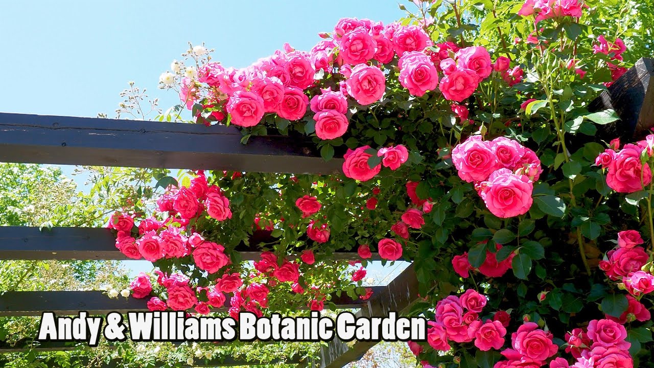GUNMA.Andy & Williams botanic garden #4K