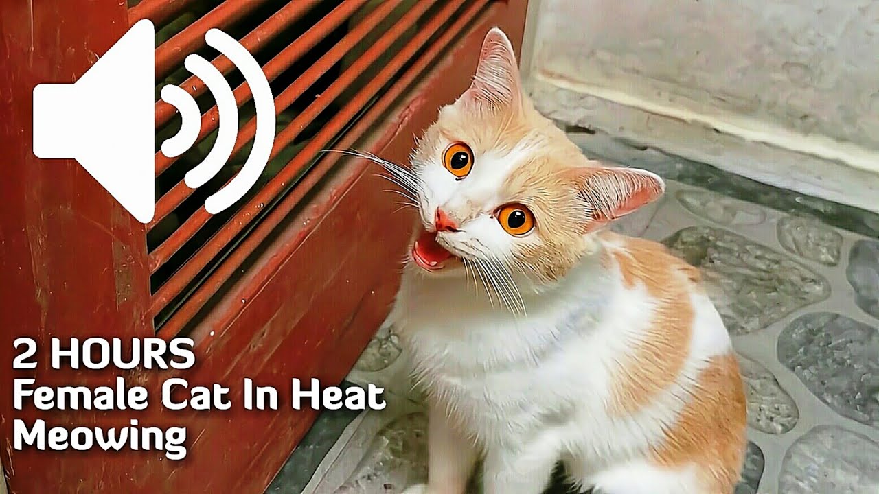 2 HOURS REAL CAT IN HEAT MEOWING MATE CALLING - PRANK YOUR PETS