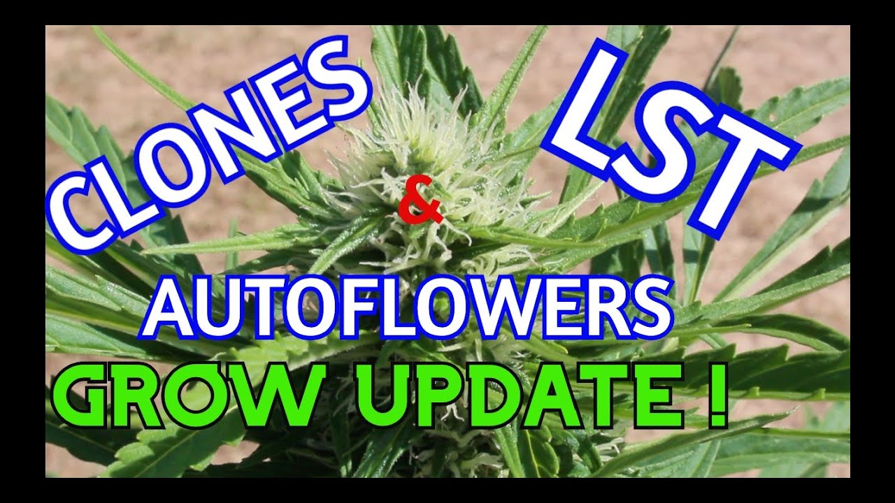 LST, Autoflower's & Clone plants, Outdoors in Toronto : Update