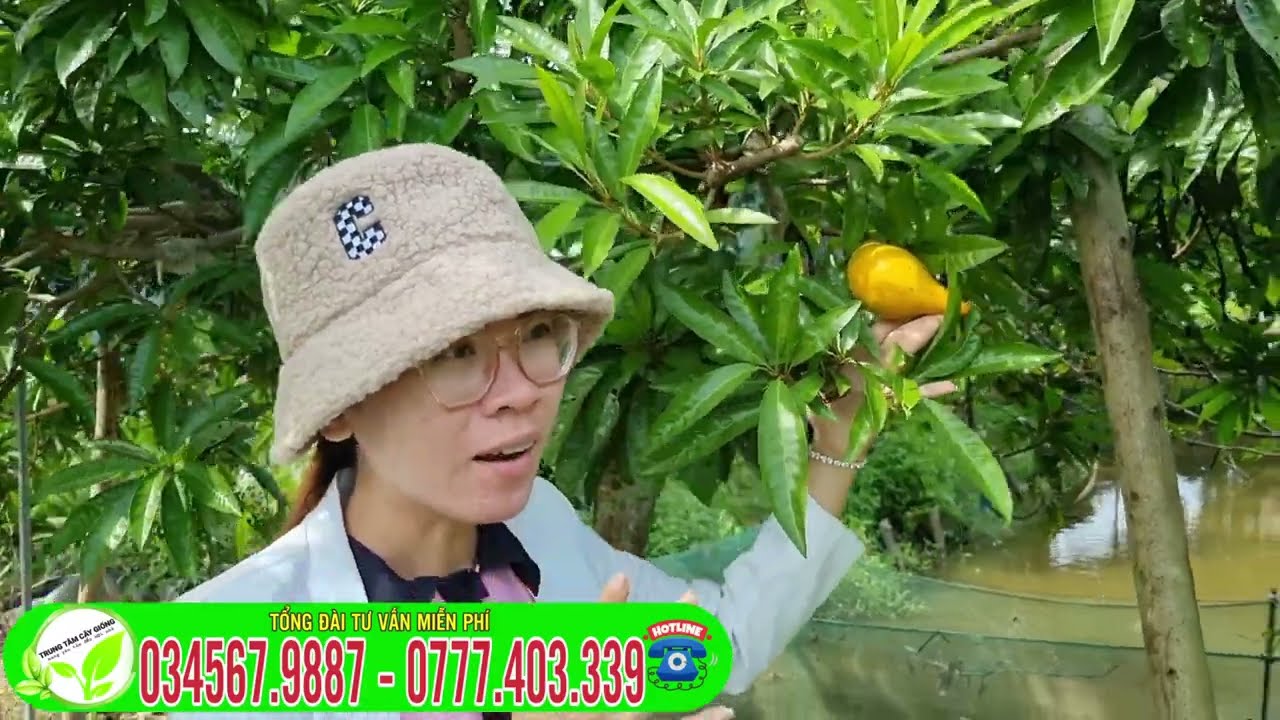 L&ecirc;kima Th&aacute;i _C&acirc;y Trứng G&agrave; C&acirc;y Trồng kinh tế