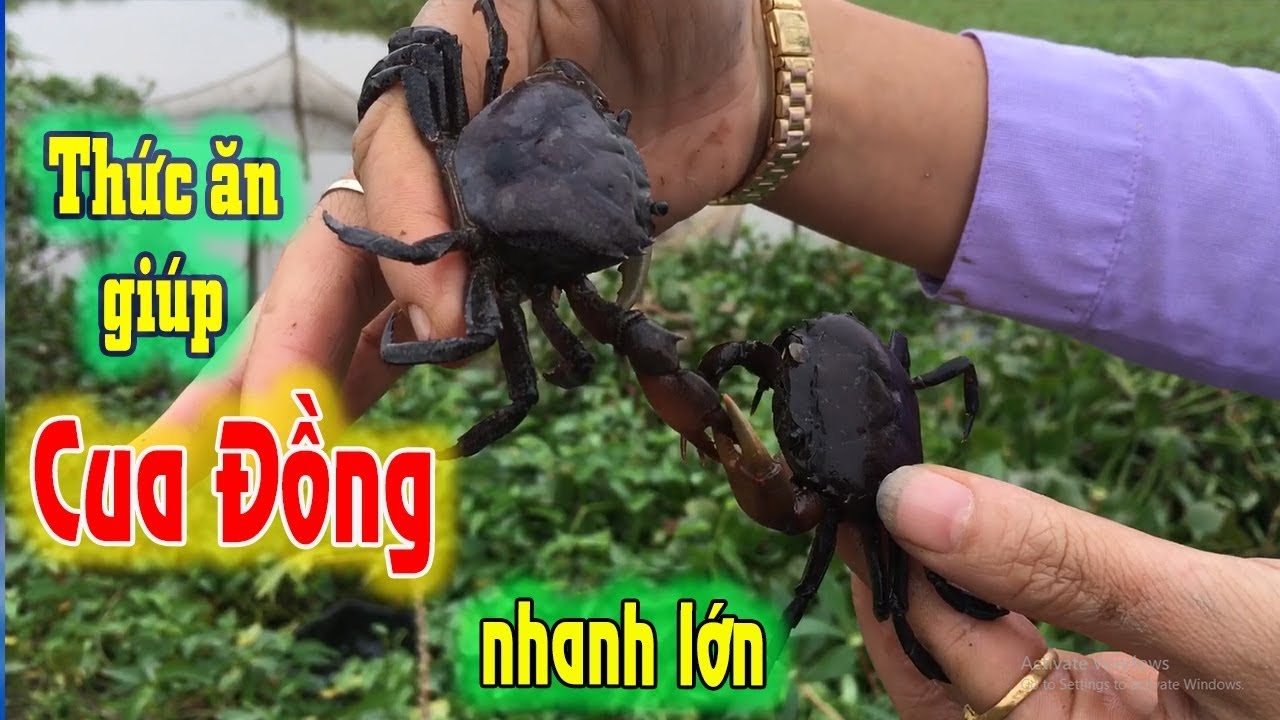 Chế Biến thức ăn cho Cua Đồng hiệu quả và nhanh lớn