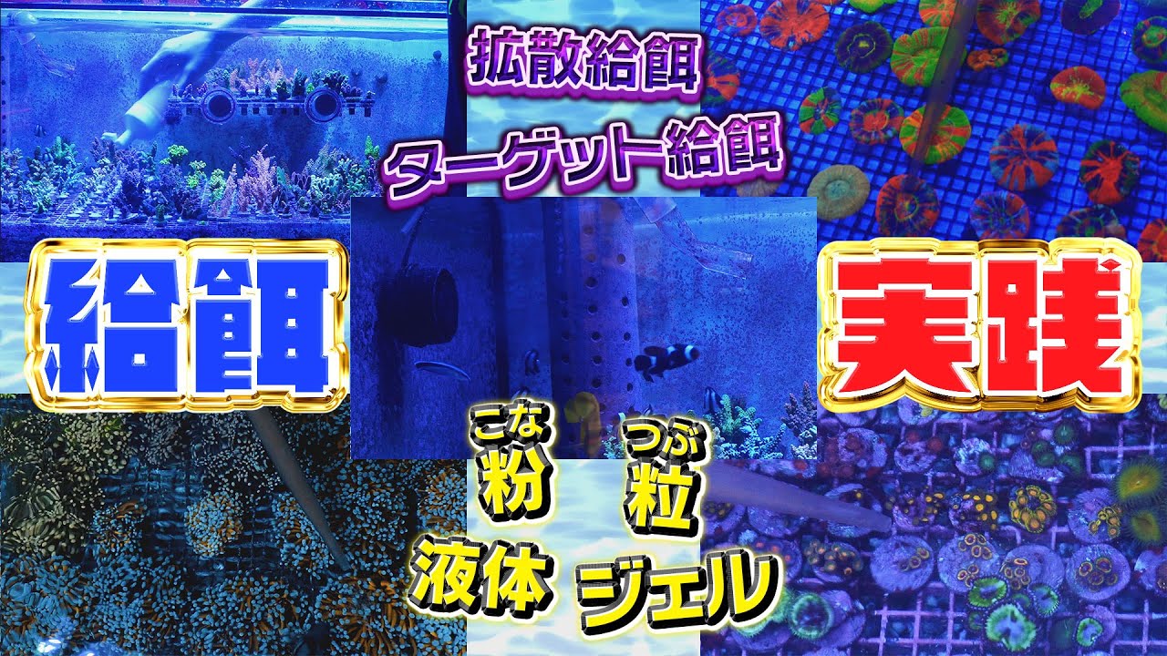 超わかりやすい タイプ別エサやりの実践VTR【2024年8月号 vol.5】