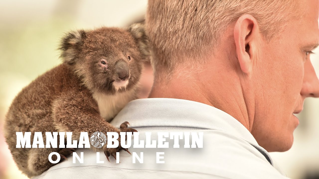 Race to save animals on Australia&rsquo;s fire-ravaged &lsquo;Galapagos&rsquo;