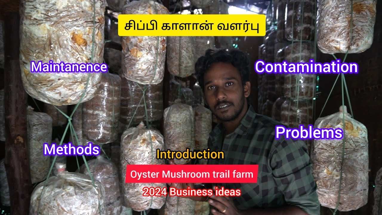 2024- இல் தொழில் முனைவோருக்கு | காளான் வளர்ப்பு அதிக லாபத்தை தருமா? Oyster Mushroom cultivation