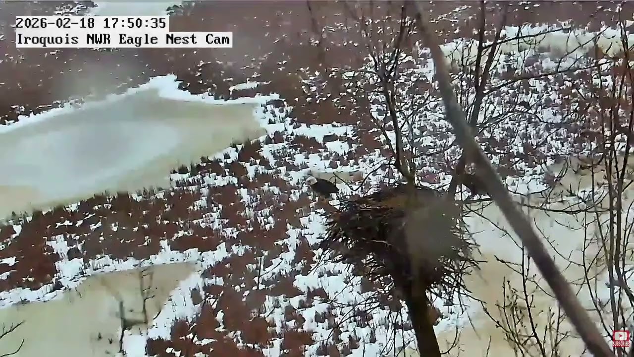INWR-Intruder Alert!-2026 02 18