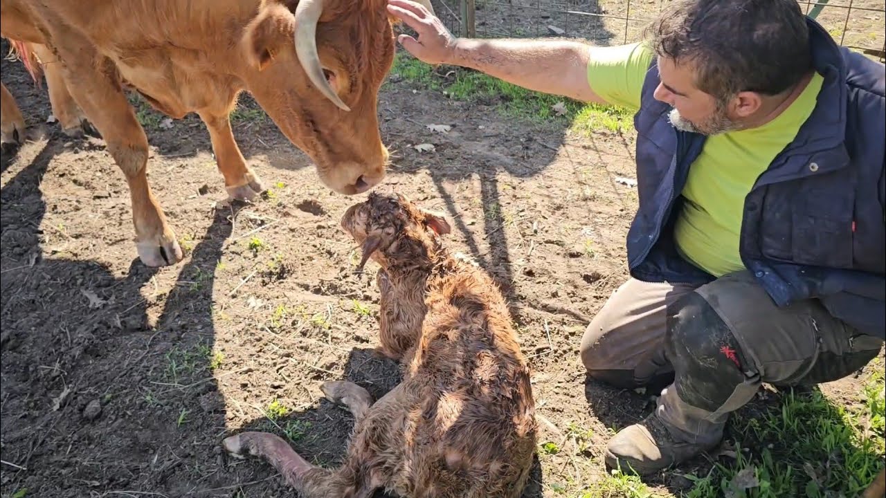 No puedo con esta vaca me la lia de todas formas🤦‍♂️