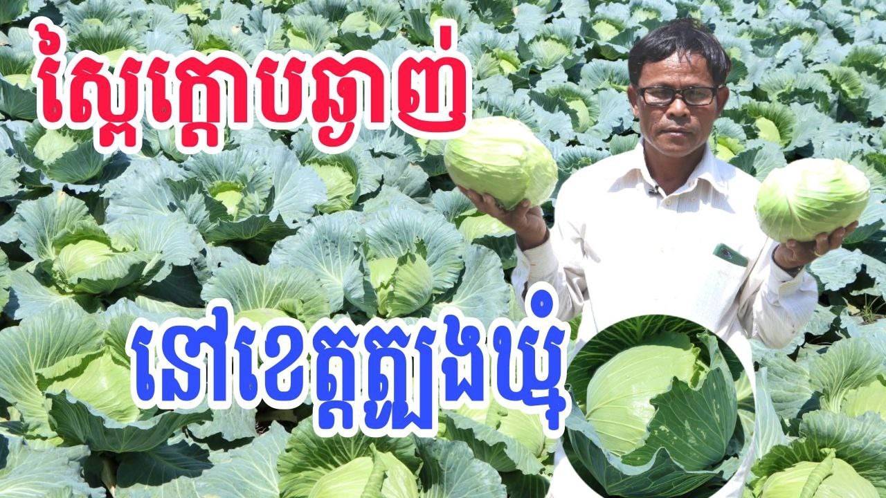 ស្ពៃក្តោបឆ្ងាញ់នៅខេត្តត្បូងឃ្មុំ
