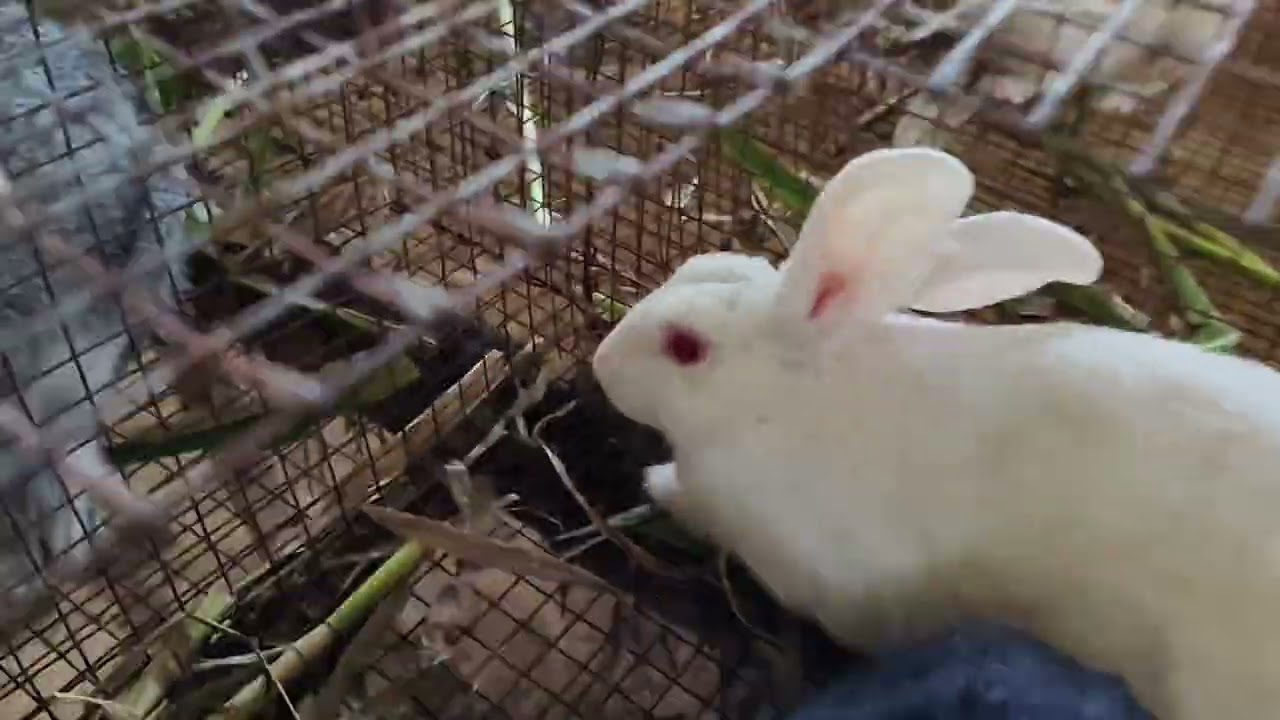முயல் வளர்ப்பு Rabbit Farming #rabbitbreeding #rabbitfarming #rabbit #livestockfarming #rabbits 