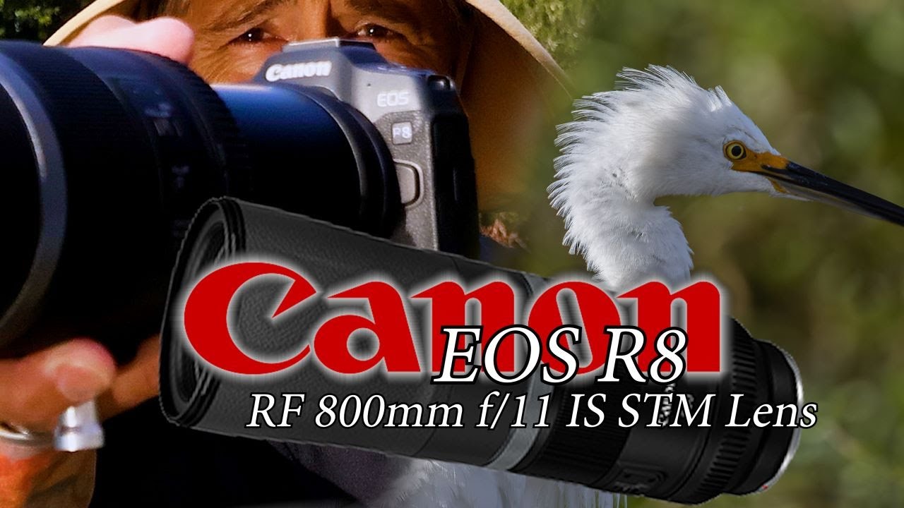 Canon EOS R8 and RF 800mm f/11 IS STM Lens - an underrated wildlife set-up! Really quite amazing! 📷