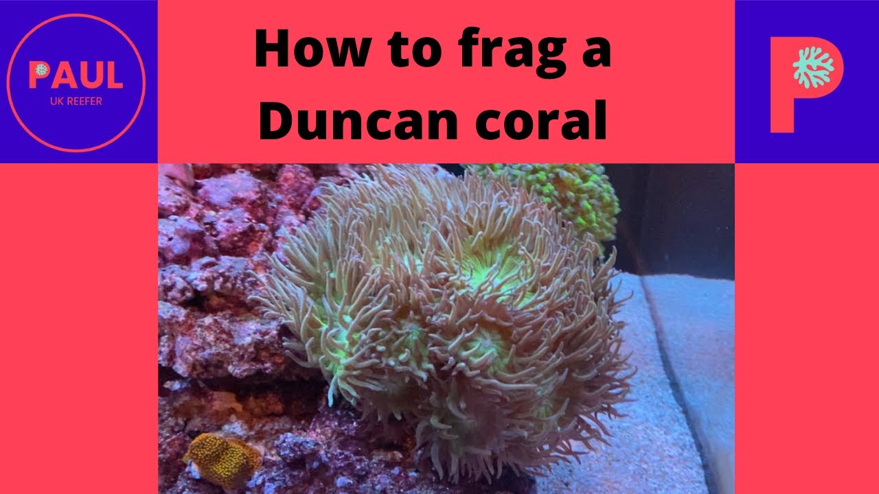 How to Frag a Duncan coral (or at least how I did 😬) #coralfragging #reeftank