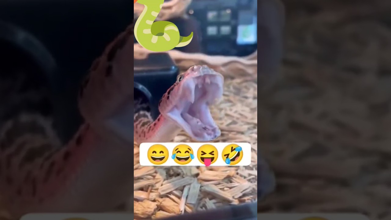 #funny #snake #python #yawning #laughing  #venomous #trending #trynottolaugh #viral #today#blublublu