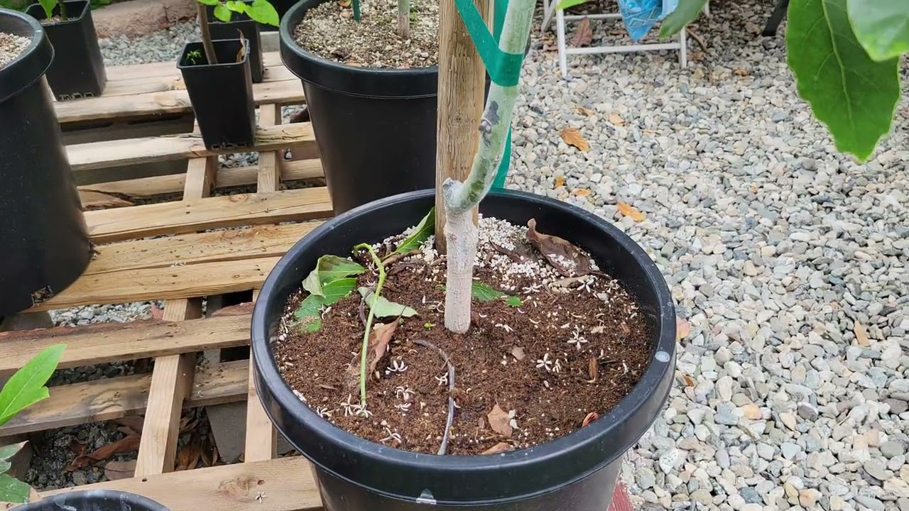 May 2, 2025 Avocado Update