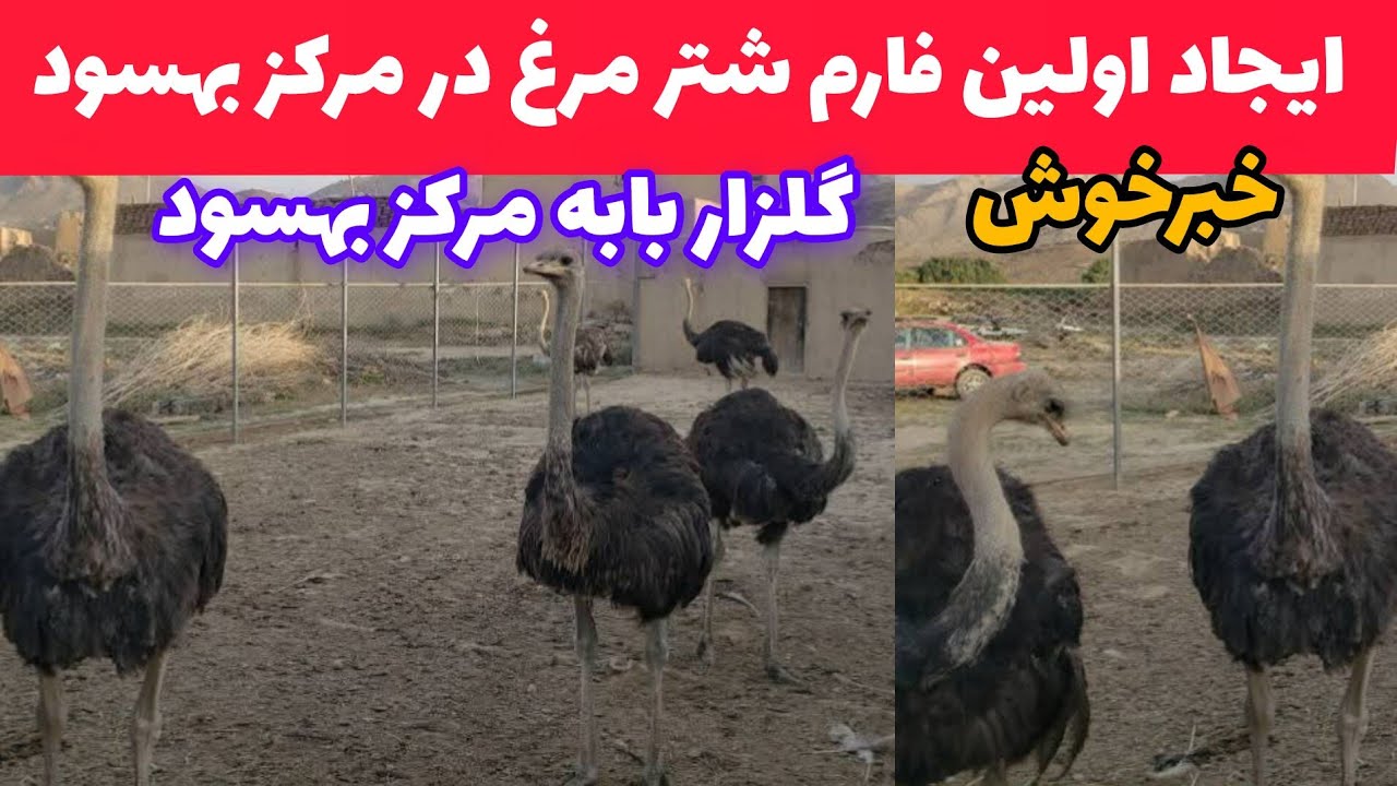 خبر خوش، ایجاد اولین فارم شتر مرغ با نتیجه صددرصد در مرکز بهسود #رسانه_بهسود #طبیعت #شتر_مرغ