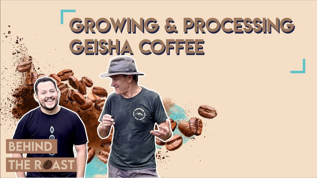 Behind the roast - Growing & processing Geisha coffee