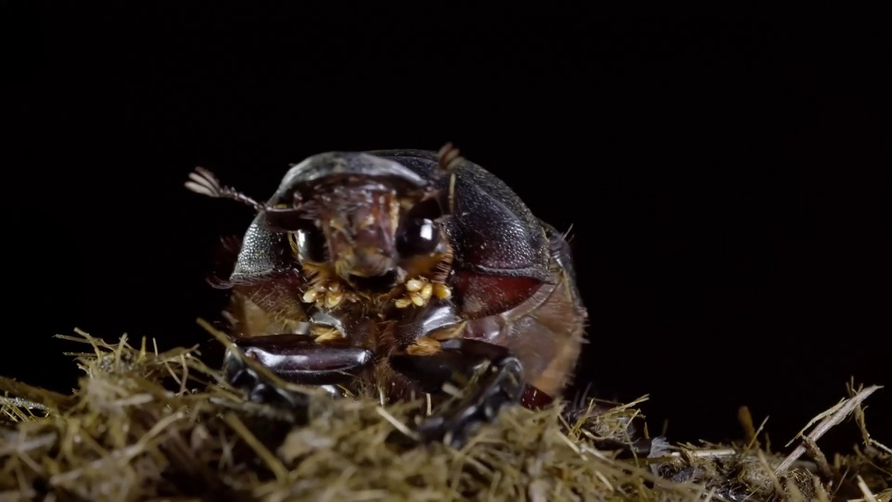 Dung Beetles clean up the Planet | Wildlife Icons 103 | Mobile