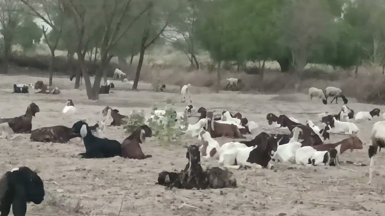 My goat farm In #tharparkar #goatlandfarm #goathusbandry #animals #goatfarming #goatfarm 