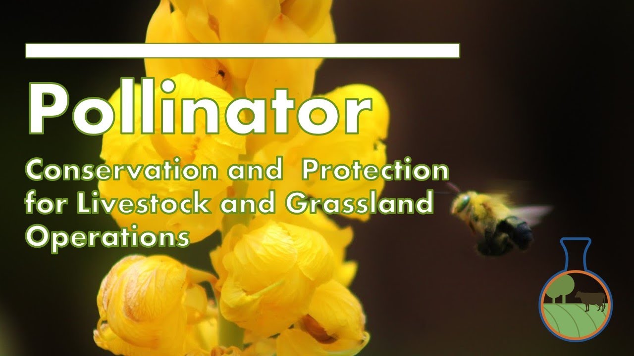 Pollinator Conservation and Protection for Livestock and Grassland Operations- Pollinator Week 2021