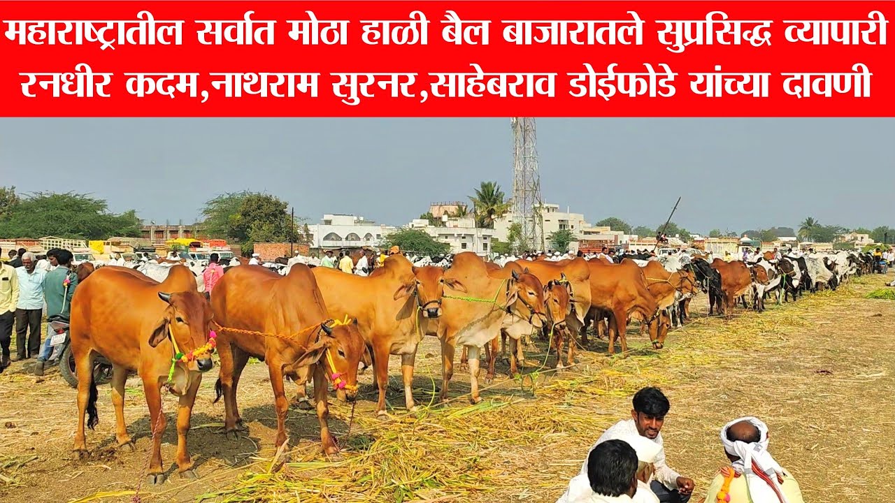 Hali bail bazar | हाळी बैल बाजारातले सुप्रसिद्ध व्यापारी रनधीर कदम,नाथराम सुरनर, साहेबराव डोईफोडे