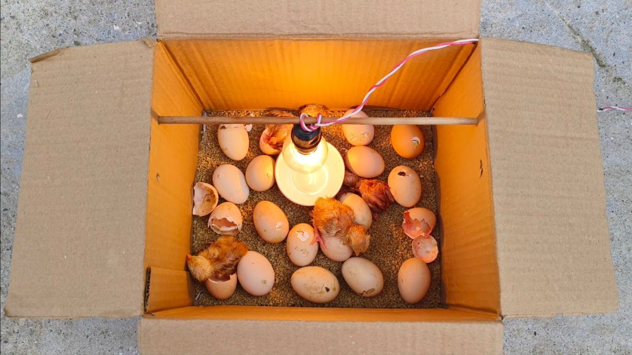 Incubadora Casera | Pollitos nacidos en caja de cartón | Incubadora de huevos de gallina