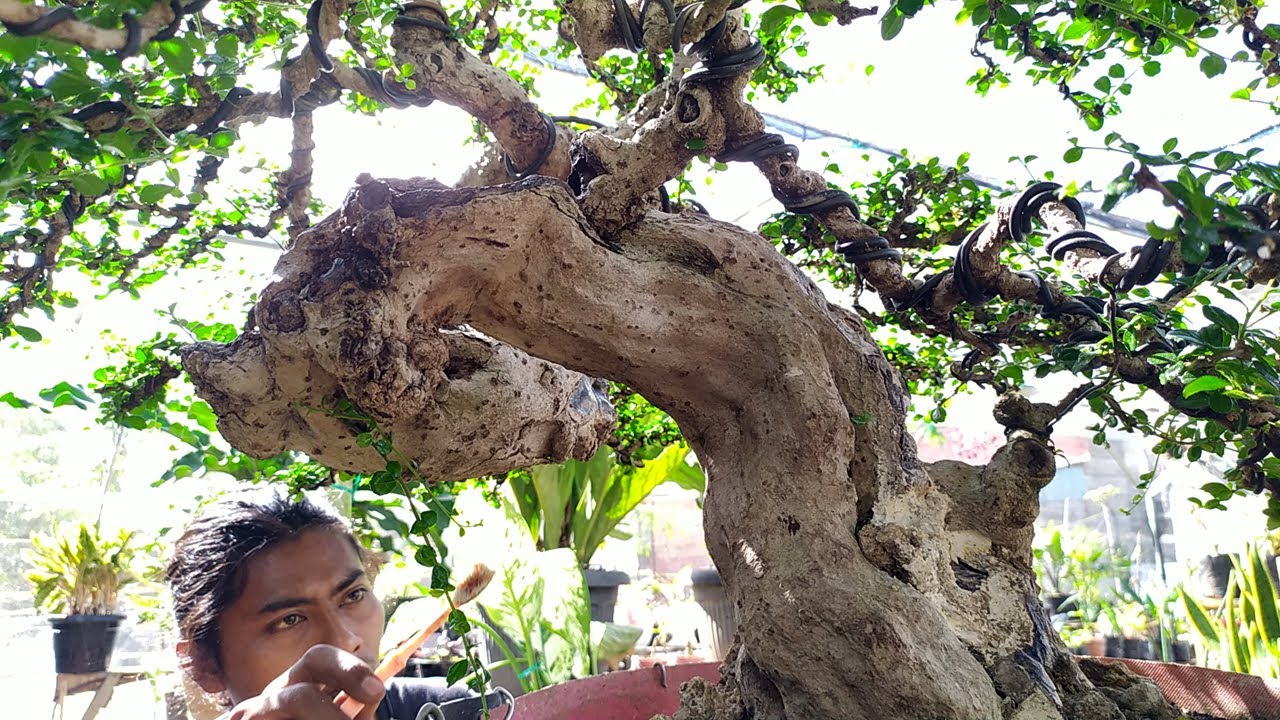 Bonsai Hokiantea Umur 50 Tahun, Import dari Luar Negeri Siap Kontes dan Calon Juara