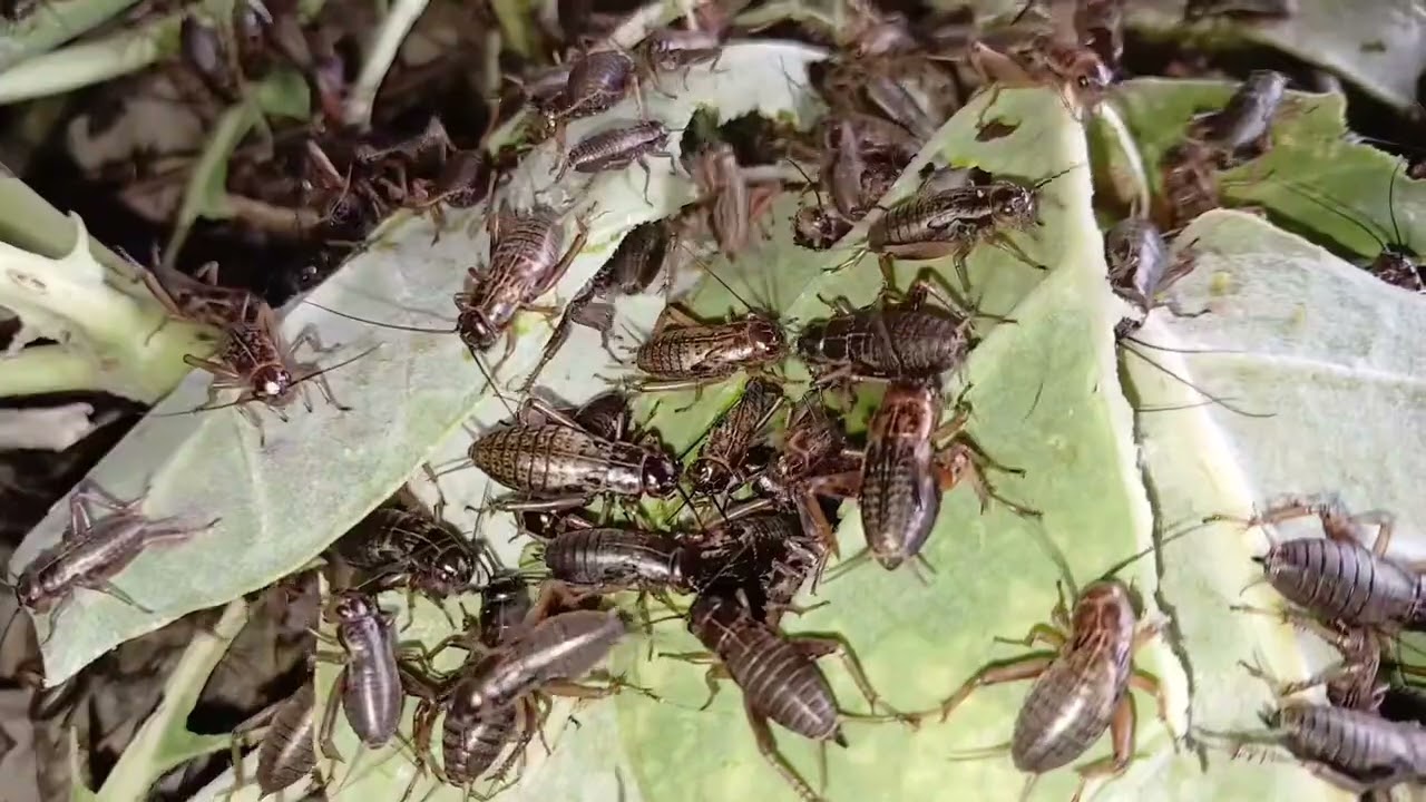 Beyond the Exoskeleton: Decoding Critter Couture 2025