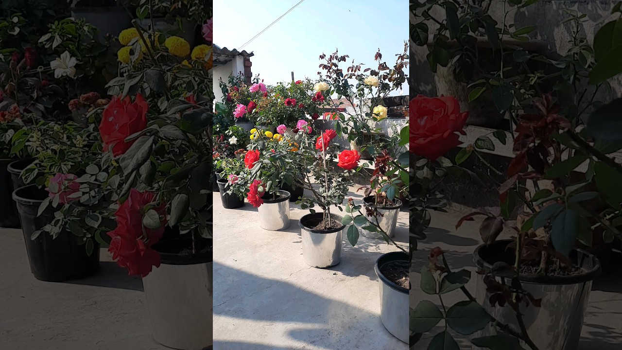 garden | rose | types of roses | rose collection | #rose #flowers #gardening