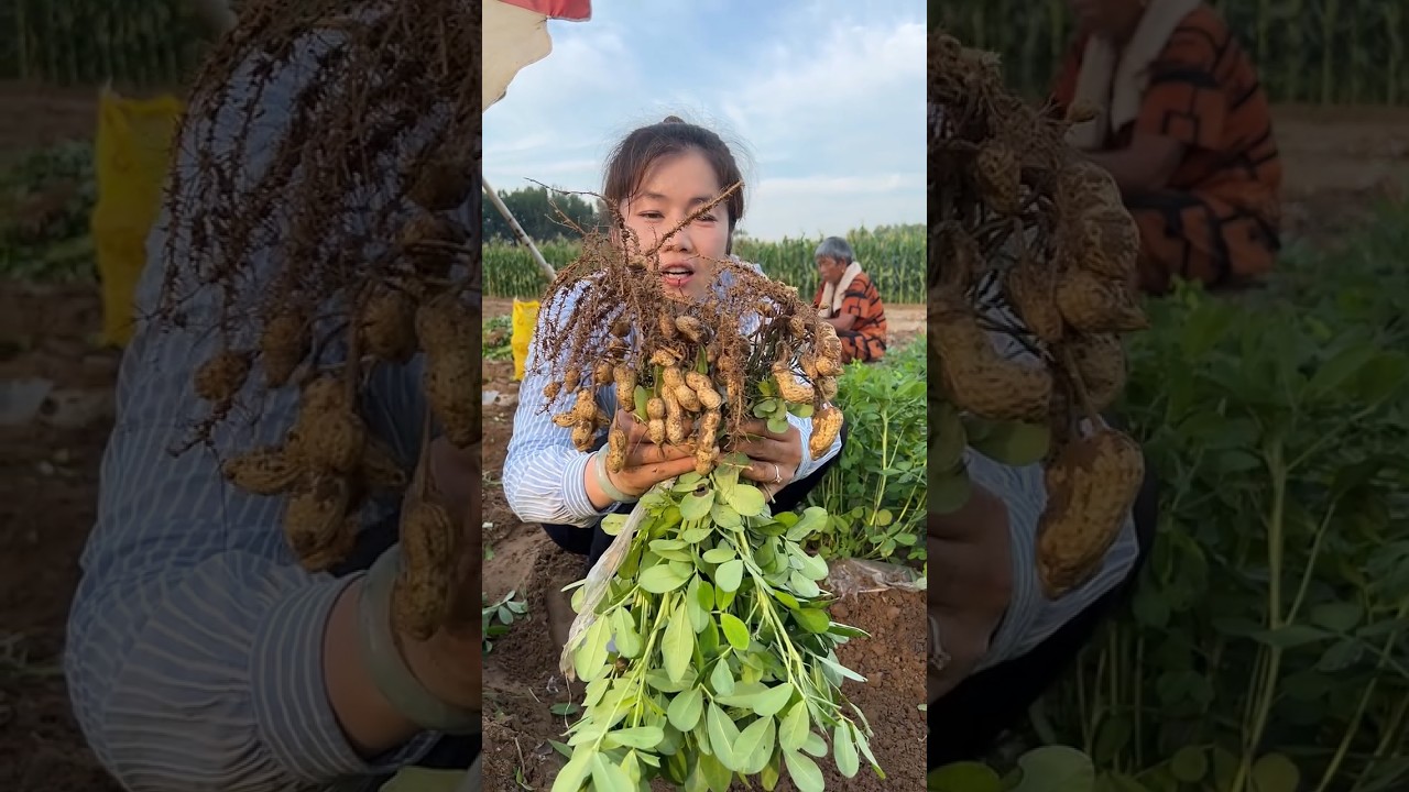 Peanut harvesting from farmers with rural farming life #2024 #life #peanut #harvest #agriculture