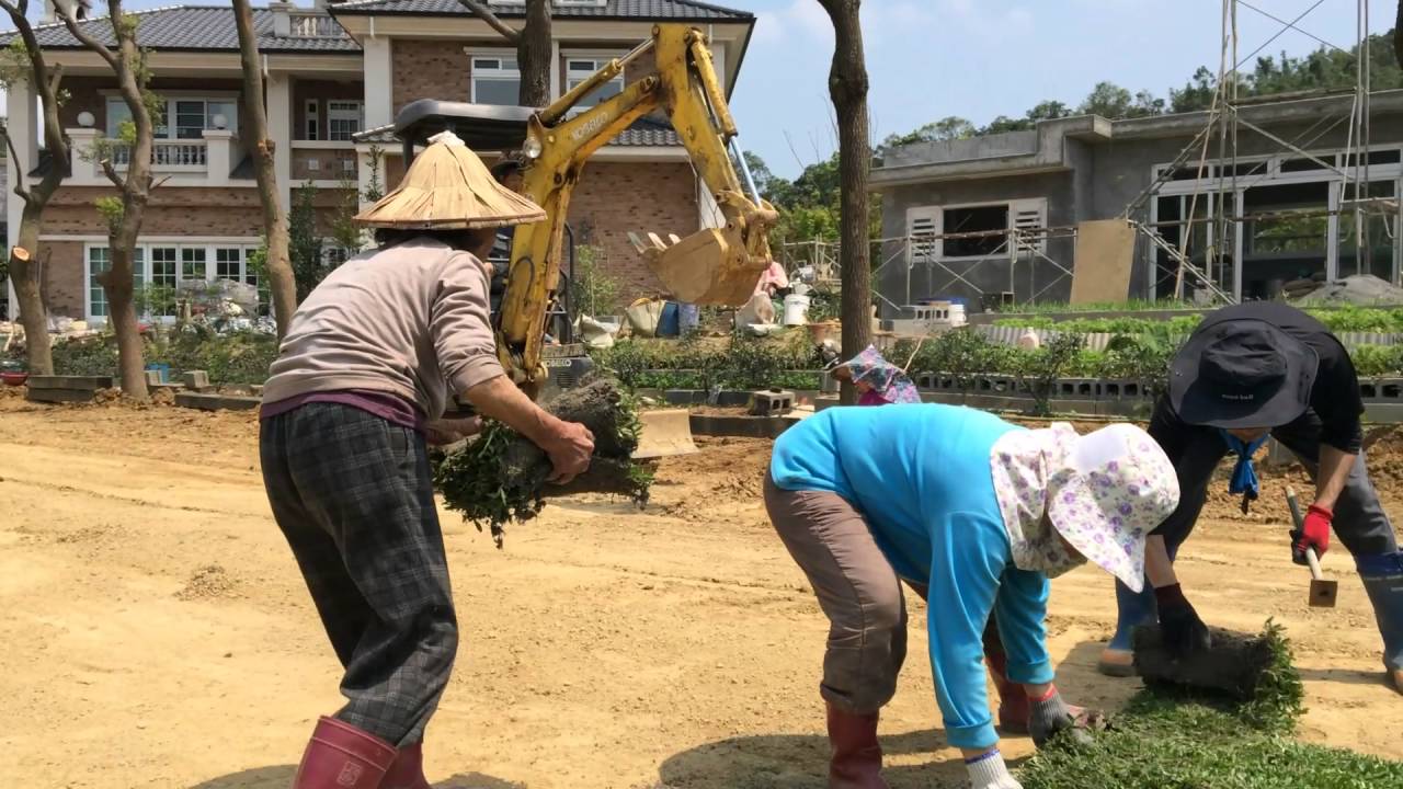種樟樹植草皮