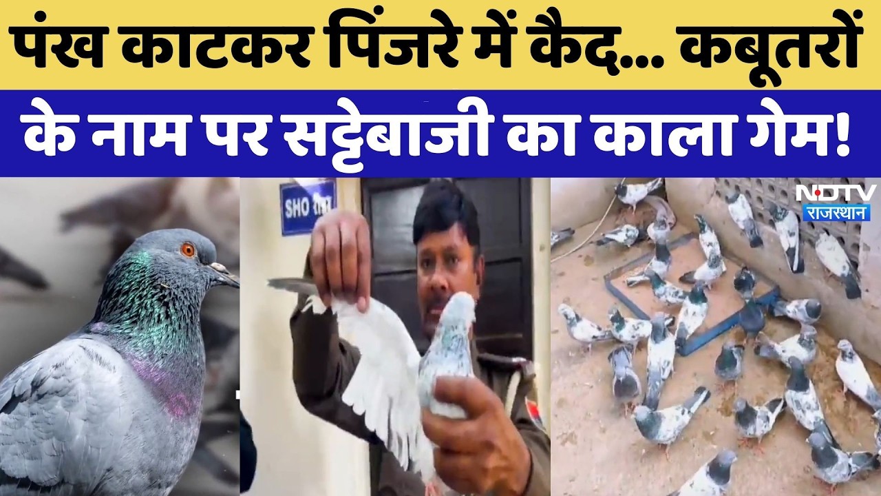 Makrana में Pigeons पर क्रूरता का 'काला गेम', बेजुबान परिंदों पर लाखों का सट्टा | Top News | Latest