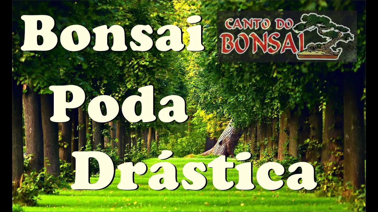 Bonsai-Poda Dr&aacute;stica