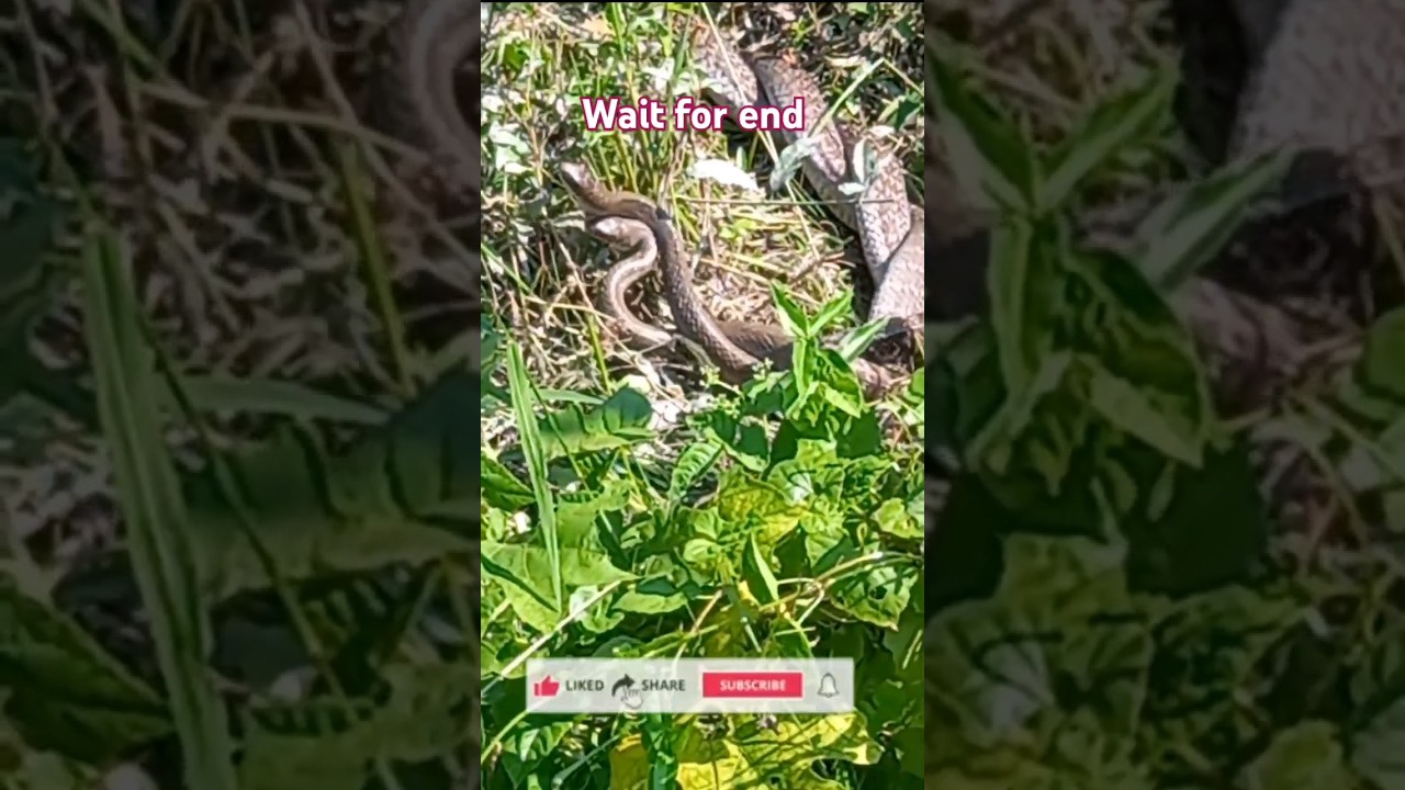 Shorts video snake fighting vlog#shorts #shortsviral #shortsfeed #viral #cr7 #snakevlog ❤️🙏