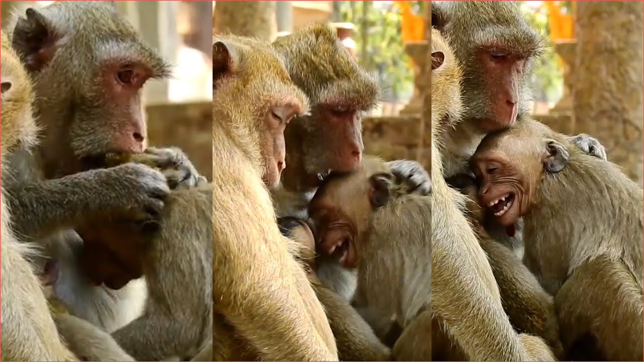 OH LOOK  !! MOM JANE DEEPLY BITEN ON JANET TO STOP NURSING MILK, JANET DON’T BE SO CUNNING