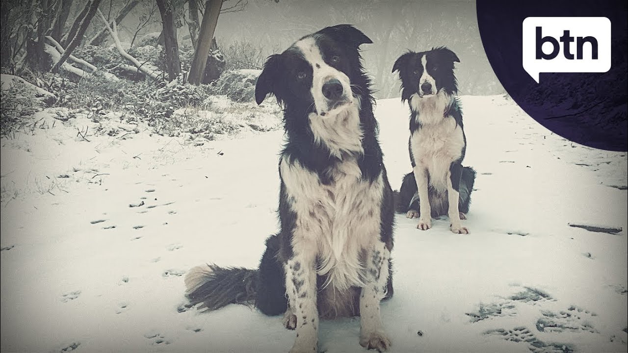 Frog Sniffer Dogs - Behind the News