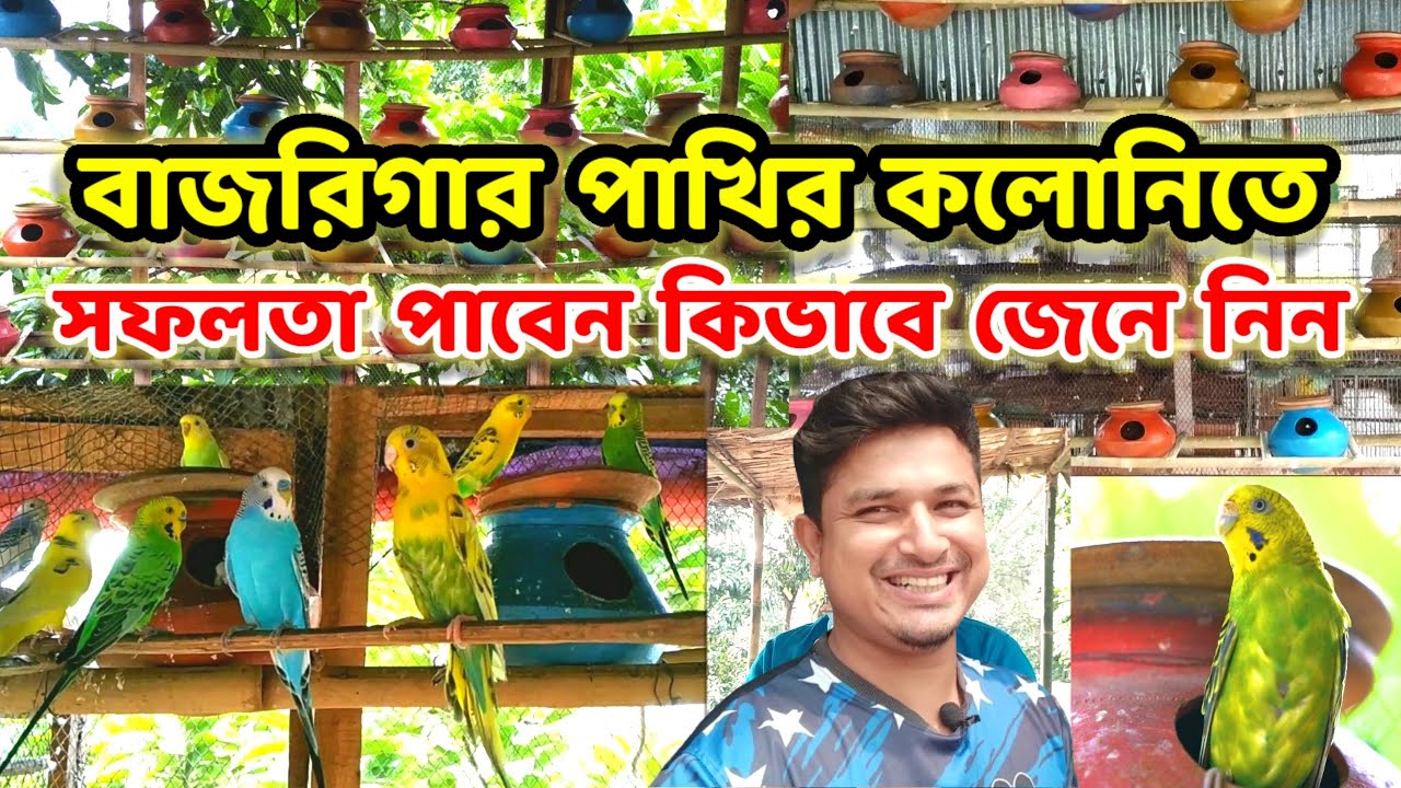 বাজরিগার পাখির কলোনি || তে সফলতা পাবেন কিভাবে জেনে নিন || budgerigar colony || Birds of village