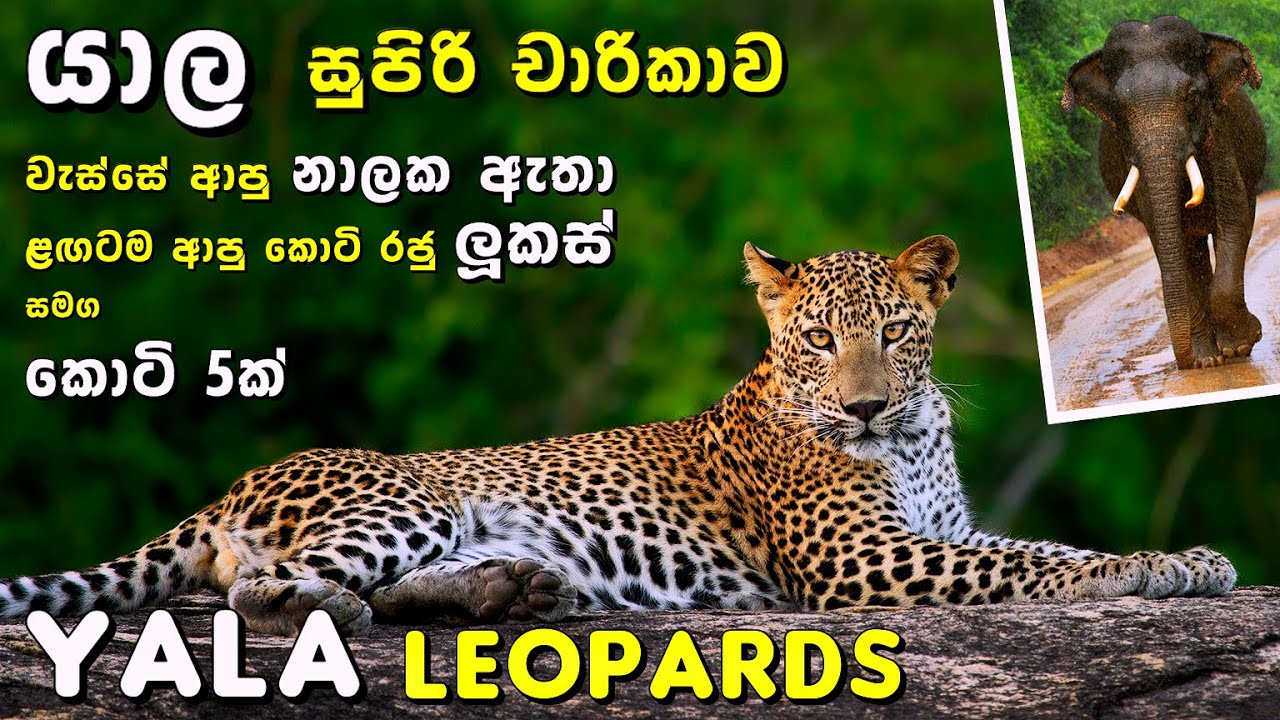 යාල සුපිරි චාරිකාව | වැස්සේ ආපු නාලක ඇතා, ළඟටමආ කොටිරජු ලූකස් සමග කොටි 5ක් (Yala Leopards & tuskers)