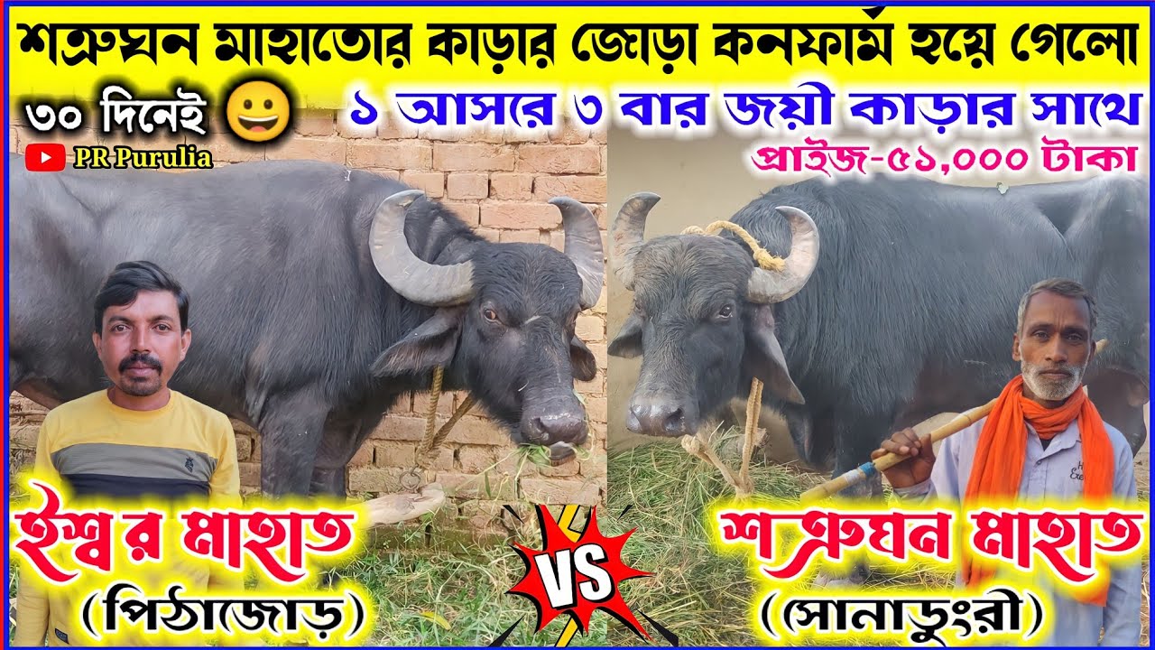 ৩০দিনে😀আবারও শত্রুঘন মাহাতোর কাড়ার জোড়া কনফার্ম হয়ে গেলো,১টা আসরে ৩বার জয়ী কাড়ার সাথে।