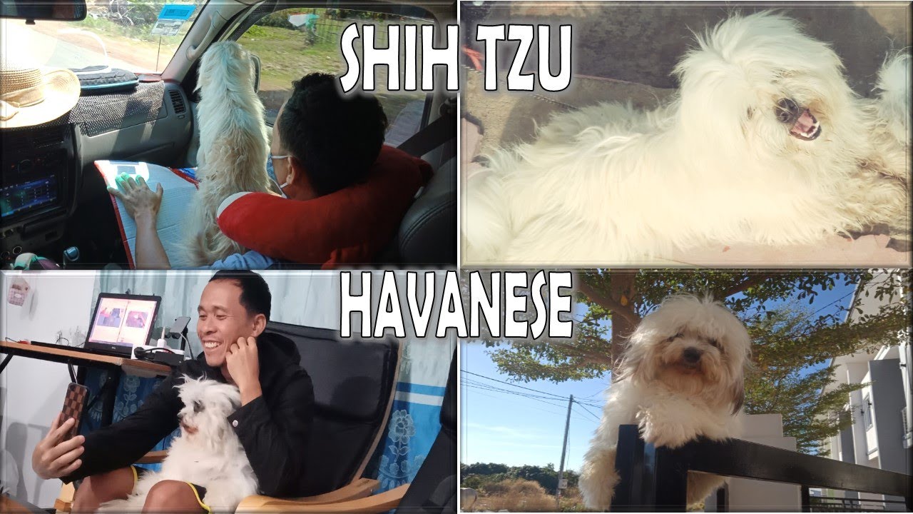 A Shih Tzu and A Havanese's  Playtime