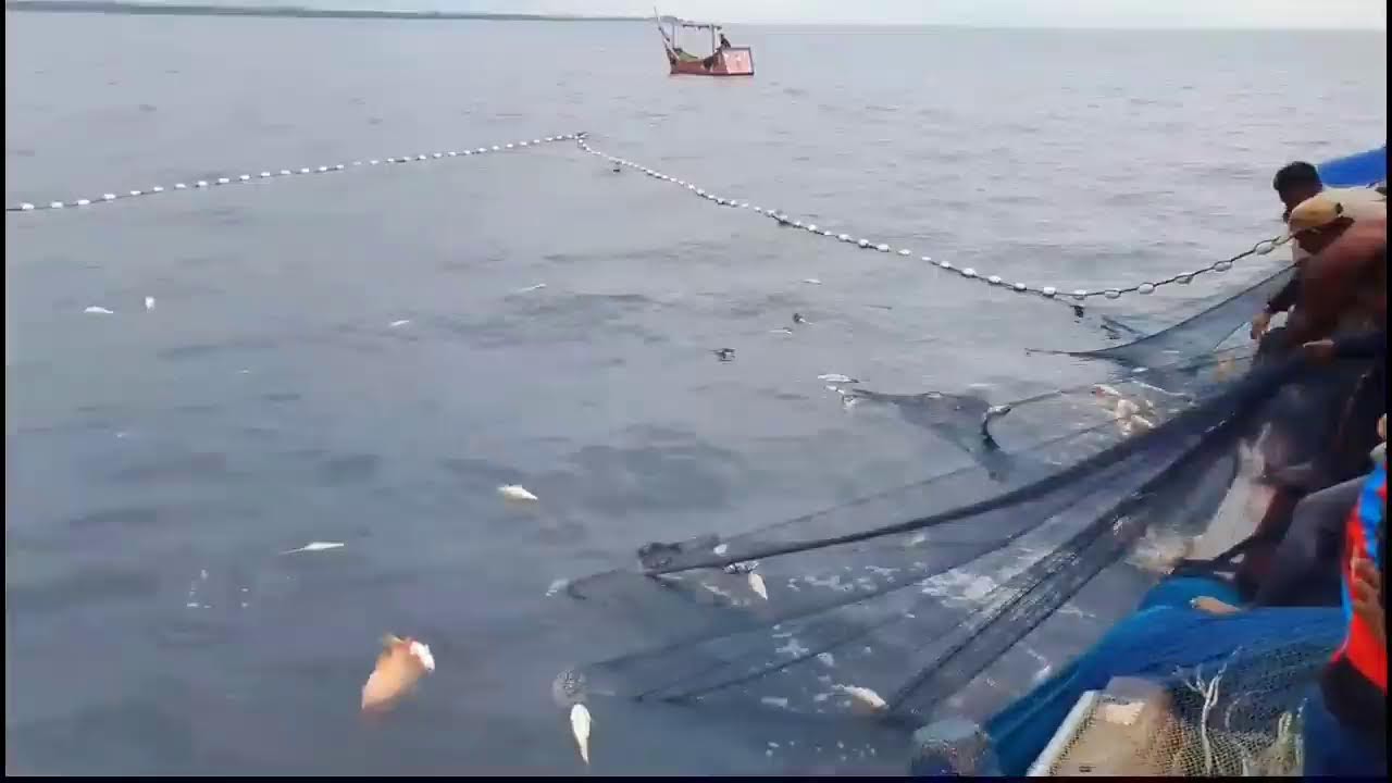 Nelayan Indonesia Dapat Banyak Ikan, luar biasa hasil tangkapan Nelayan Indonesia
