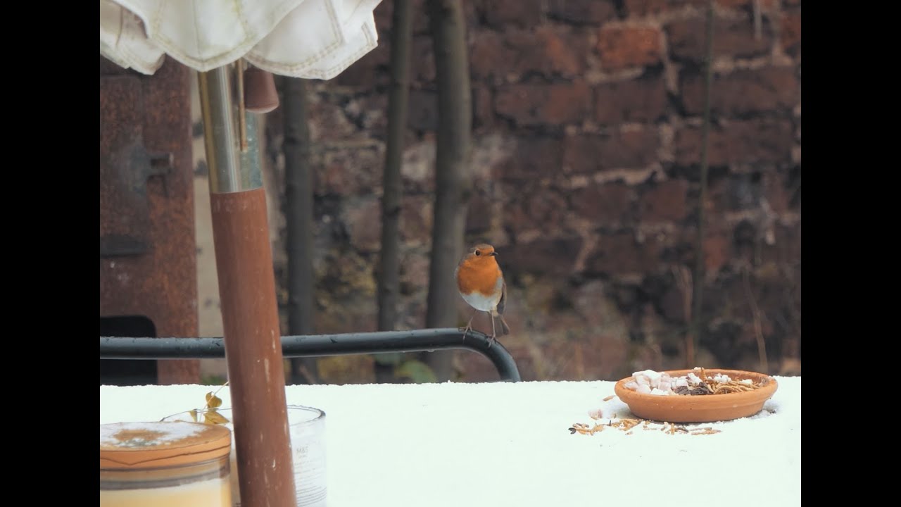 Blackbird Diaries - #3 | Snowy outside | Birdsong & Urban Sounds | Beverley