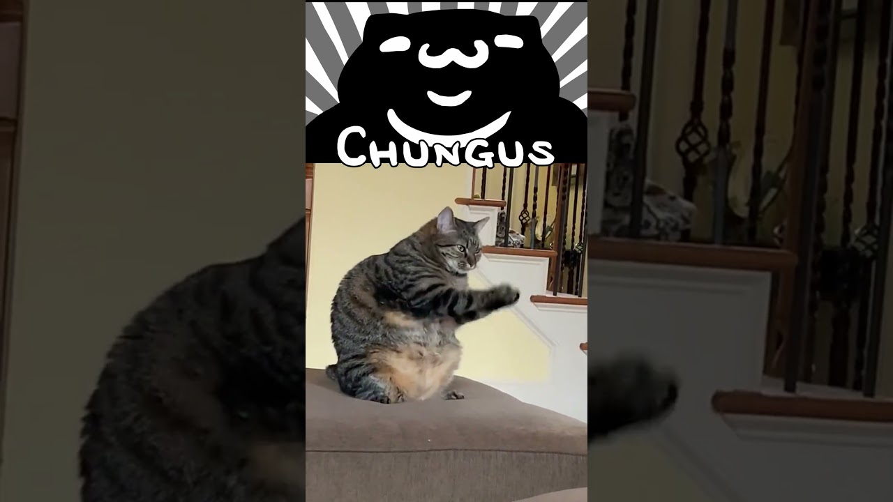 тгк: мятный шторм CHUNGUS 🐈  #mewgenics #roguelike #memes #cats